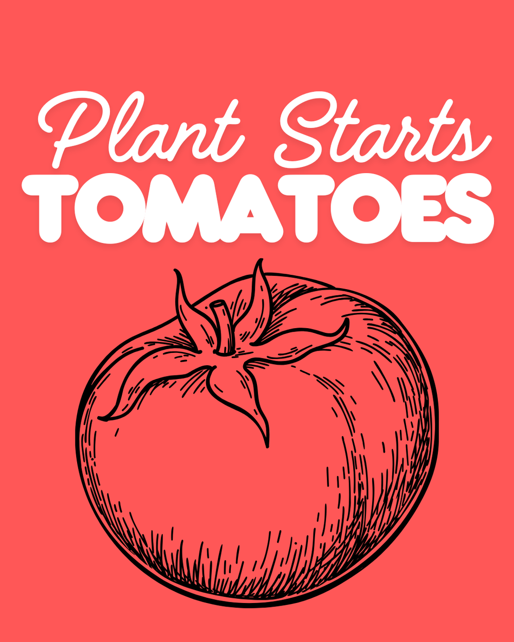 Tomato Family Starts